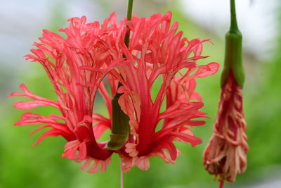 Close up of a fringed rosemallow flower in bloom