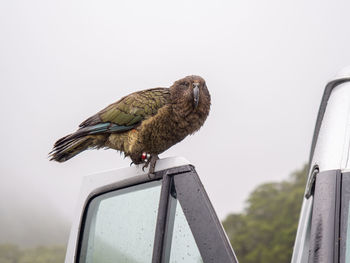 Low angle view of eagle perching on the sky