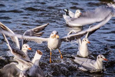 Flock of seagulls in lake