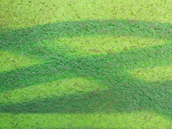 Full frame shot of green grass