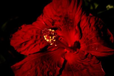 Close-up of red flower