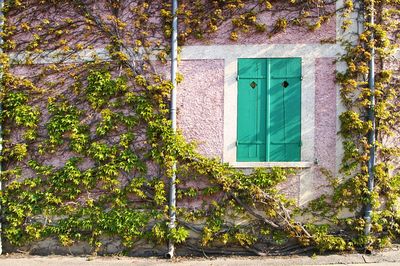 Ivy growing on house