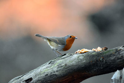 Close-up of robin perching on tree
