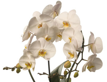Close-up of white orchid
