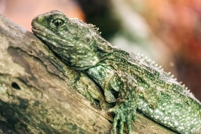 Close-up of lizard on wood