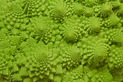 Full frame shot of green plants