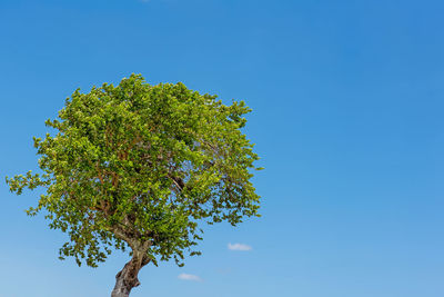 One tree and cloudless blue sky. loneliness concept. copy space