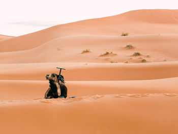 A camel resting in the desert with clear sky