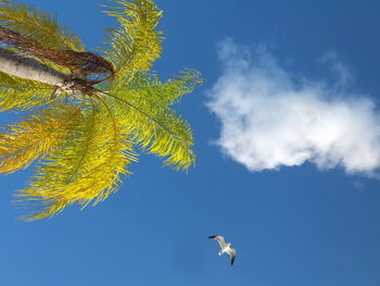 Low angle view of trees against blue sky