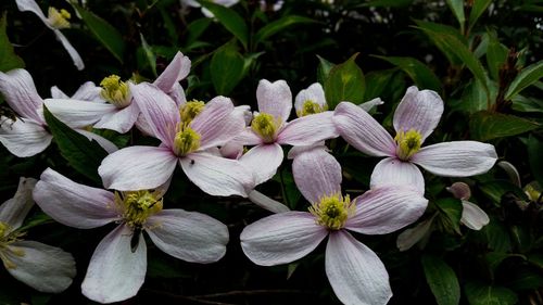 Close-up of white flowers blooming outdoors