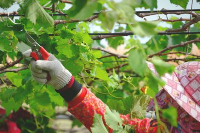 Close-up of person pruning grapes