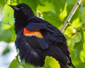 Close-up of bird perching outdoors