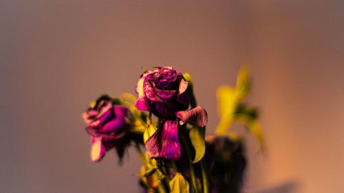 Close-up of wilted flower