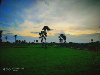 Trees on field against sky during sunset