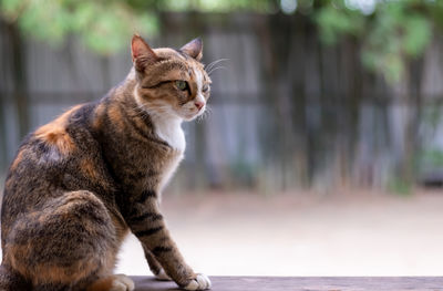 Image of a stray cat. staring at somethings