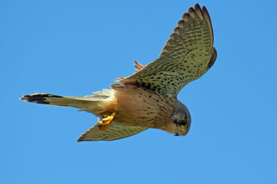 Low angle view of kestrel flying against clear blue sky