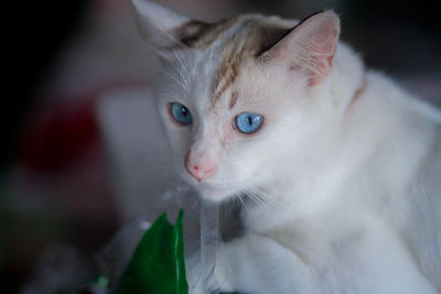 Close-up portrait of white kitten