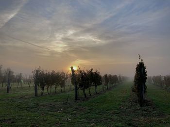 Trees on field against sky during sunset