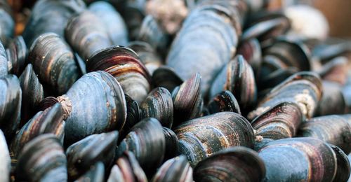 Full frame shot of shells for sale