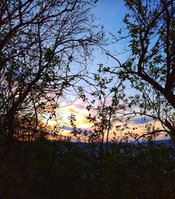 Low angle view of silhouette trees against sky during sunset