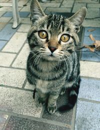 Close-up portrait of cat