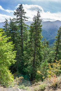 Trees grow on a steep slope at hurricane ridge in washington state.