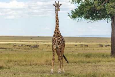 Giraffe in a field