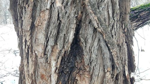 Close-up of tree trunk