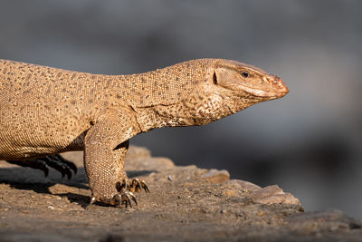 Close-up of a lizard on rock