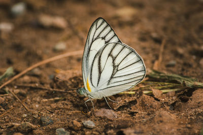 Close-up of butterfly on a land