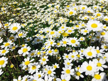 Close-up of yellow flowers blooming in field