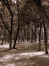 Trees on snow covered landscape