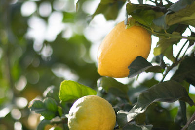 Close-up of orange fruits on tree