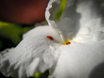 Close-up of white rose flower