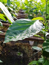 Close-up of leaves on plant