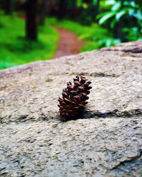 Close-up of pine cones on tree