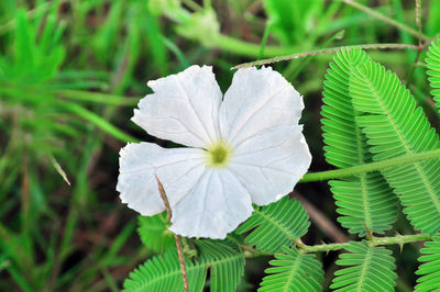 Close-up of white flowering plant