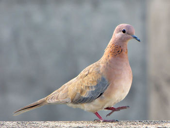 Close-up of seagull perching