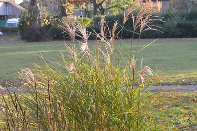 Close-up of fresh plants against water