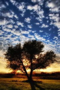Silhouette tree on field against sky at sunset