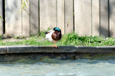 Bird perching on water