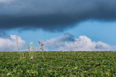 Scenic view of field against sky