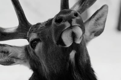 Close-up portrait of deer against sky