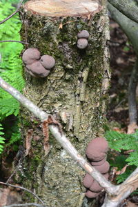 Close-up of tree trunk