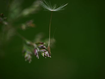 Close-up of insect on flower