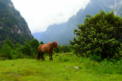 Horse grazing on field against sky