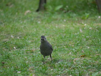 Bird perching on field