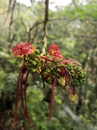 Close-up of red plant