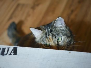 Close-up portrait of cat