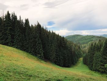 Pine trees on field against sky
